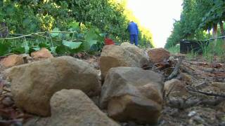 Cederberg Private Cellars -- Sauvignon Picking