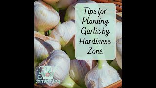 Garlic Planting Tips by Climate Type and Hardiness Zone - Ep. 221