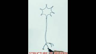 how to draw structure of neuron easily