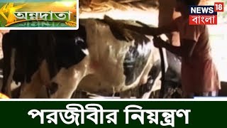 গরুর দেহে পরজীবীর নিয়ন্ত্রণ । অন্নদাতা