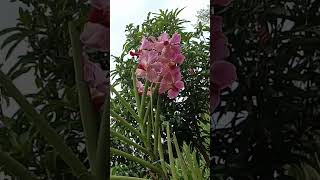 vanda