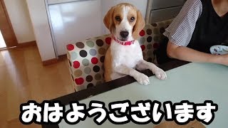 椅子に座ればご飯がもらえると思っているビーグル犬のうぃるさん