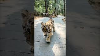 Their urine smells like buttered popcorn #animalfacts #tigers