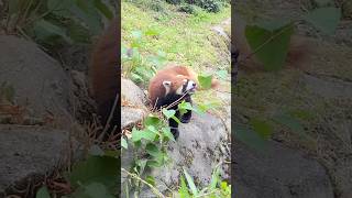 ランマル、とりあえず齧ってみよう202405 #レッサーパンダ #redpanda #多摩動物公園