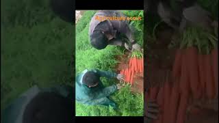 गाजर की शानदार खेती | किसान के लिए बढ़िया मुनाफा! 🥕 #horticulture #kisan #किसान #mushroomfarming