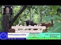 ខេត្តព្រះវិហារ សត្វខ្ទីង២ក្បាលដែលចេញពីហ្វូងឥឡូវបានមកវិញហើយ