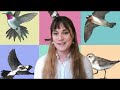 artista anna rose ¡mírala crear el póster del día mundial de las aves migratorias 2024 en vivo