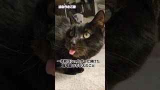 一年前にシェルターに預けた職場猫のちび太のこと。#職場猫#保護猫 #老猫ホーム #シェルター #ボランティア活動 #ありがとう