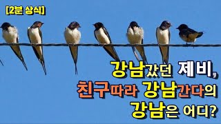 [2분 상식] 강남갔던 제비, 친구따라 강남간다의 강남은 대체 어디일까?