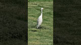 The great egret captured in way of off #egret #egrets #photography #picoftheday #petsecosystem