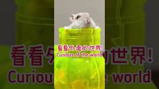 超可愛～好奇的倉鼠 Curious Hamster… So Cute! #shorts