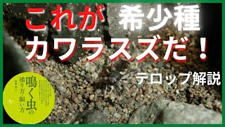 【カワラスズ】のすべて（テロップ解説）