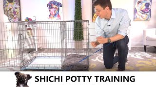 ShiChi Potty Training from World-Famous Dog Trainer Zak George - How to Potty Train a ShiChi Puppy