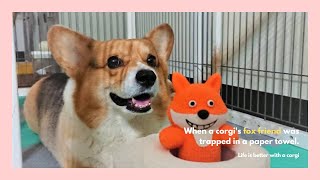 柯基一般不拆家，拆家時也很一般│When a corgi's fox friend was trapped in a paper towel🦊🐾🐶