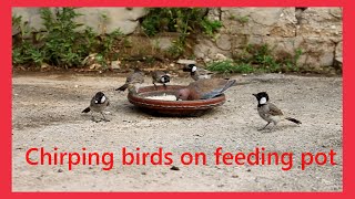 Chirping birds on feeding pot, Birds  breakfasting, Birds eating food