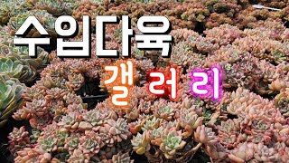 수입다육 구경하세요 짱짱해요 1부 10종