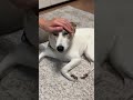 撫でると耳が餃子みたいになる犬 shorts