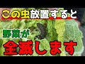 【秋冬野菜】超危険！この虫、早急に対処しないと畑が全滅します。【家庭菜園】