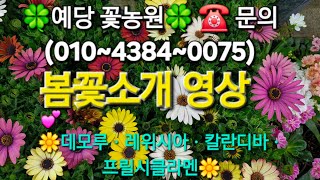 🌼2025년도 🌼봄꽃소개영상입니다^^^^💕예당꽃농원(주소) 대구 관음로 65 ☎️ 문의사항은( 010~4384~0075) 전화ㆍ문자로 주세요^^