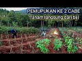 Fertilize the 2 chilies planted directly from seed without seedlings