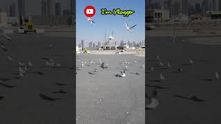 Feeding birds | Jumeirah | Dubai