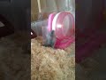 【日常】回し車で遊ぶハムスター【hamster】