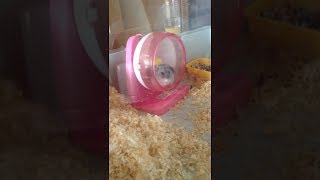 【日常】回し車で遊ぶハムスター【Hamster】