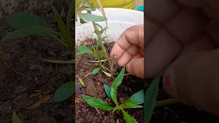 How to grow kaner plant  cutting |कनेर को कटिंग से लगाए आसानी से लग जाती है| kaner apdet |#shorts