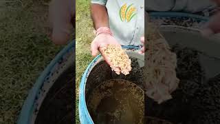 धान के बीज को कैसे तैयार करे बुआई के लिए #viral #farming  #farmer #seeds #trending #agriculture