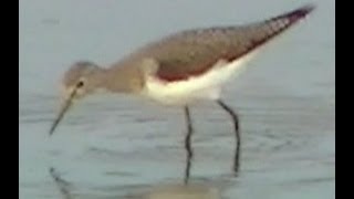 Sandpiper Birds Feeding and Bathing