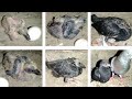 Growth Baby Pigeons Day By day 14 Days  || By Muhammad Ismail Pigions