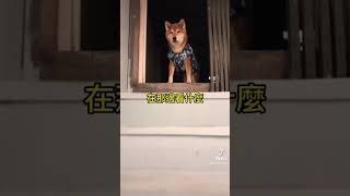 固執的柴犬#柴犬#樓梯#上樓#下樓#shiba #shinainu #狐狸狗#狐狸#犬#狗#可愛 #可愛的狗#廢片#不理#掉頭 #屋頂#小狗#小犬#小型犬のいる生活 #12 #狗子