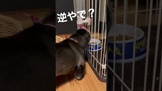 水を横着して飲もうとする短足小型犬がおバカで可愛いwww #shorts #おもしろ動画 #小型犬 #ペキニーズ #pekingese #犬のいる暮らし #鼻ぺちゃ #鼻ぺちゃ犬