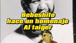 bebeshito le dedica unas palabras al taiger