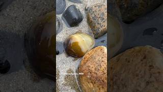 Root beer waterline agate #waterlineagate #agate #agates #agatehunting #beachcombing #rockhounding