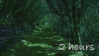 Beautiful Forest Ambience With RELAXING Music | 2 Hours Of Relaxation