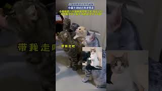 小姐姐救助站领养猫咪，小猫主动站起来求带走，最后小姐姐把六只猫都带回了家，现在有的已经学会握手了#cute #cat #治愈 #萌宠 #猫