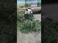 圓仔吃竹葉定格 其實是工讀生累了偷偷休息 panda yuanzai 熊猫 動物