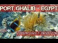 Clownfishes & Snorkeling at Port Ghalib Resort - Marsa Alam- Egypt