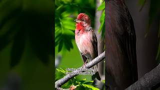 Common rosefinch | Scarlet Rosefinch | Carpodacus erythrinus scientifically #shorts