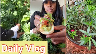 Daily vlog: Garden Center Shopping, Avocado toast, Planting more flowers