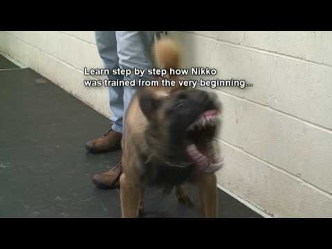Dog Training - How to train dogs for Real Protection. Must See! (k9-1.com) Dog Training - How to train dogs for Real Protection. Must See! (k9-1.com)