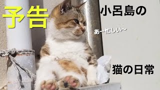 猫の数が異常⁉︎（予告編）小呂島の猫の日常