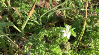 Bull Nettle Blooms and Seedpods