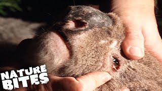 Koalas Captured for Study | Nature Bites