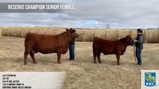 Agribition Evolution Series - Limousin Female Champions