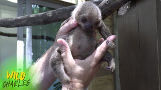 Baby Sloth Takes Center Stage at the Emerald Coast Zoo!