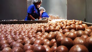World Most Expensive Nuts - Macadamia Cultivation Technology - Macadamia Nuts Harvest And Process
