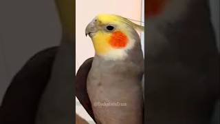 Adorable Cockatiel Jojo's Cute Singing Moments 🎶🦜🥰 #cockatielscraze #birdsinging #cutepets