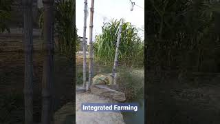 Hamara Integrated Farm # Chicken Goat Fish Plants #integratedfarming  #organicfarminginindia